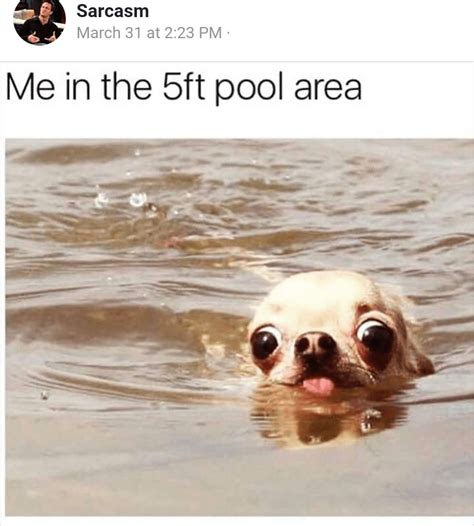 dog swimming meme